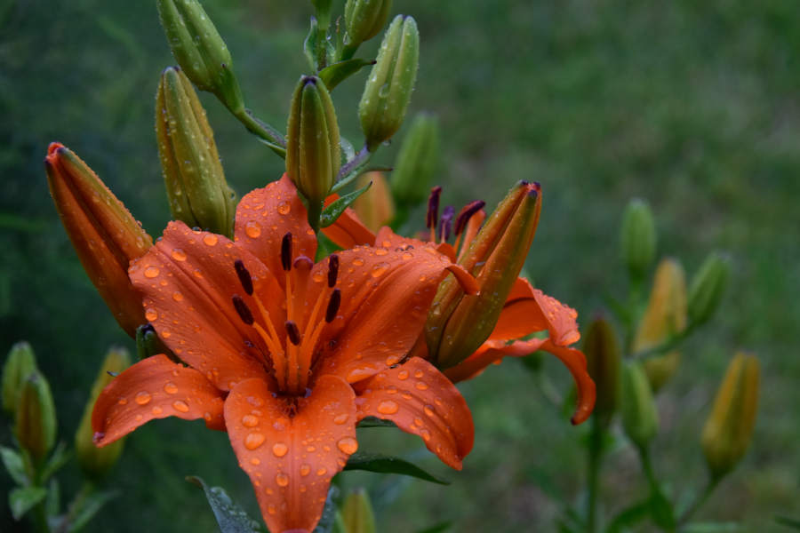 An Asiatic Lily