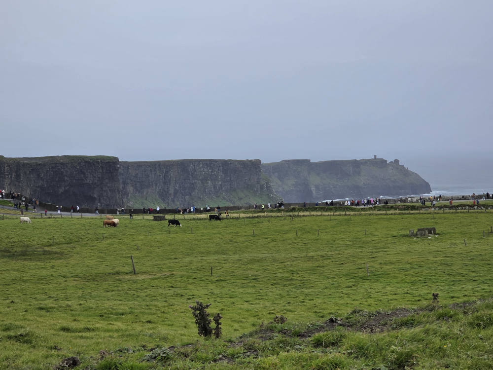 Cattle grazing. The Cliffs of Moher in the background.